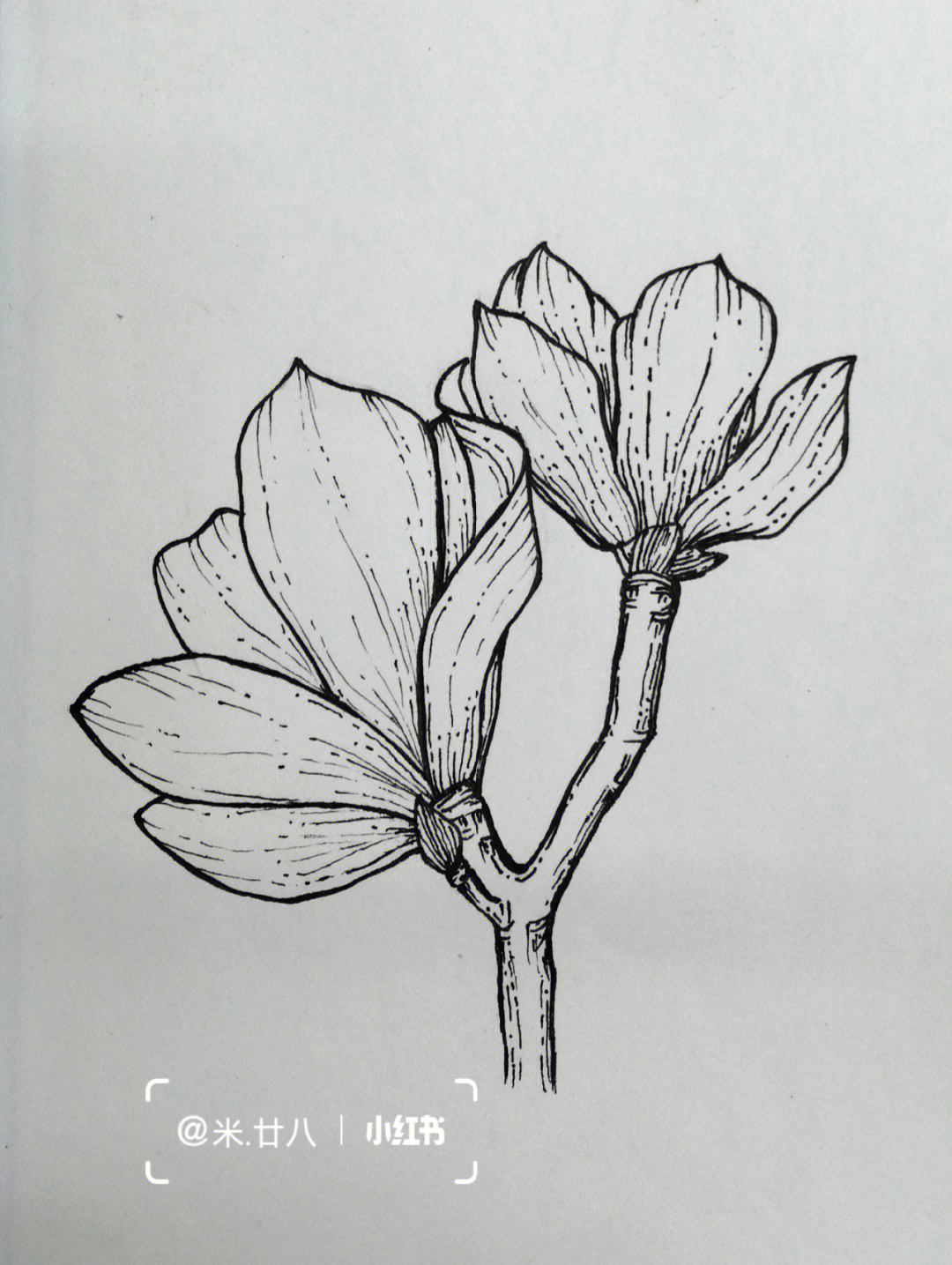 黑白线描练习临摹禅绕画玉兰花叶子手绘练习控笔训练