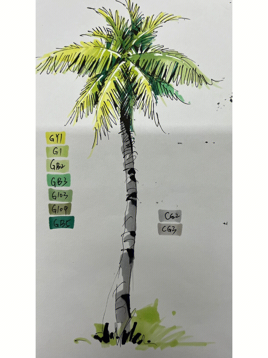 椰子树彩铅图片