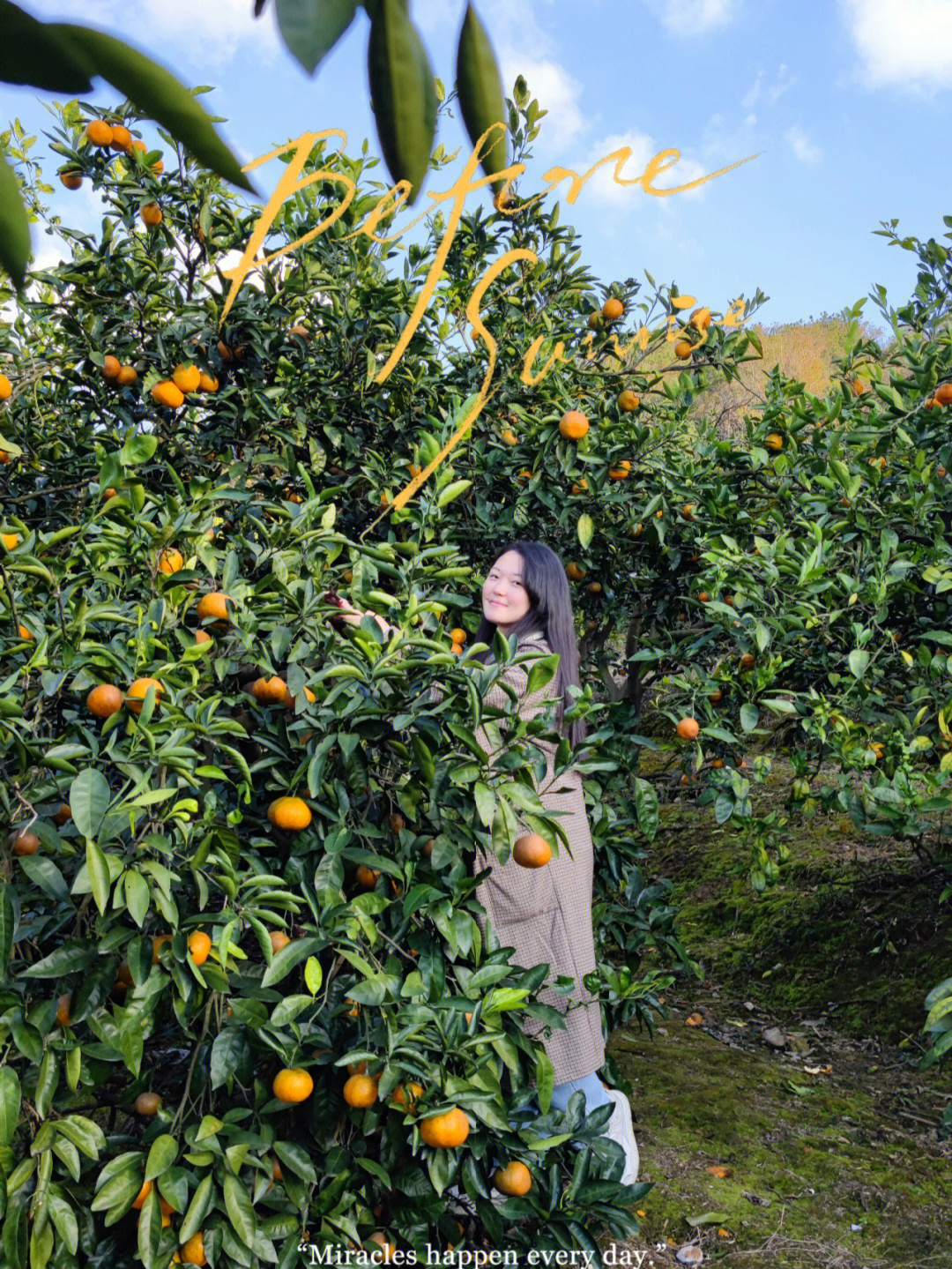 发现宁波超便宜采摘的橘子园