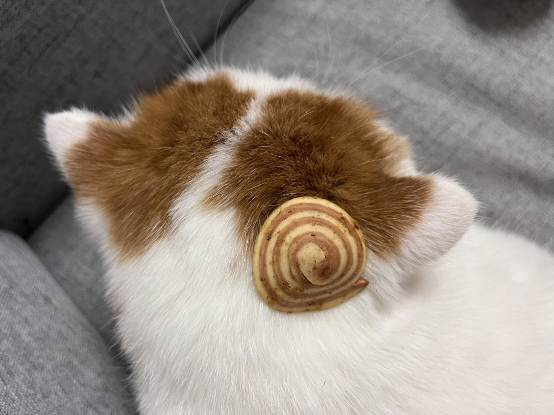 猫耳朵为什么叫猫耳朵