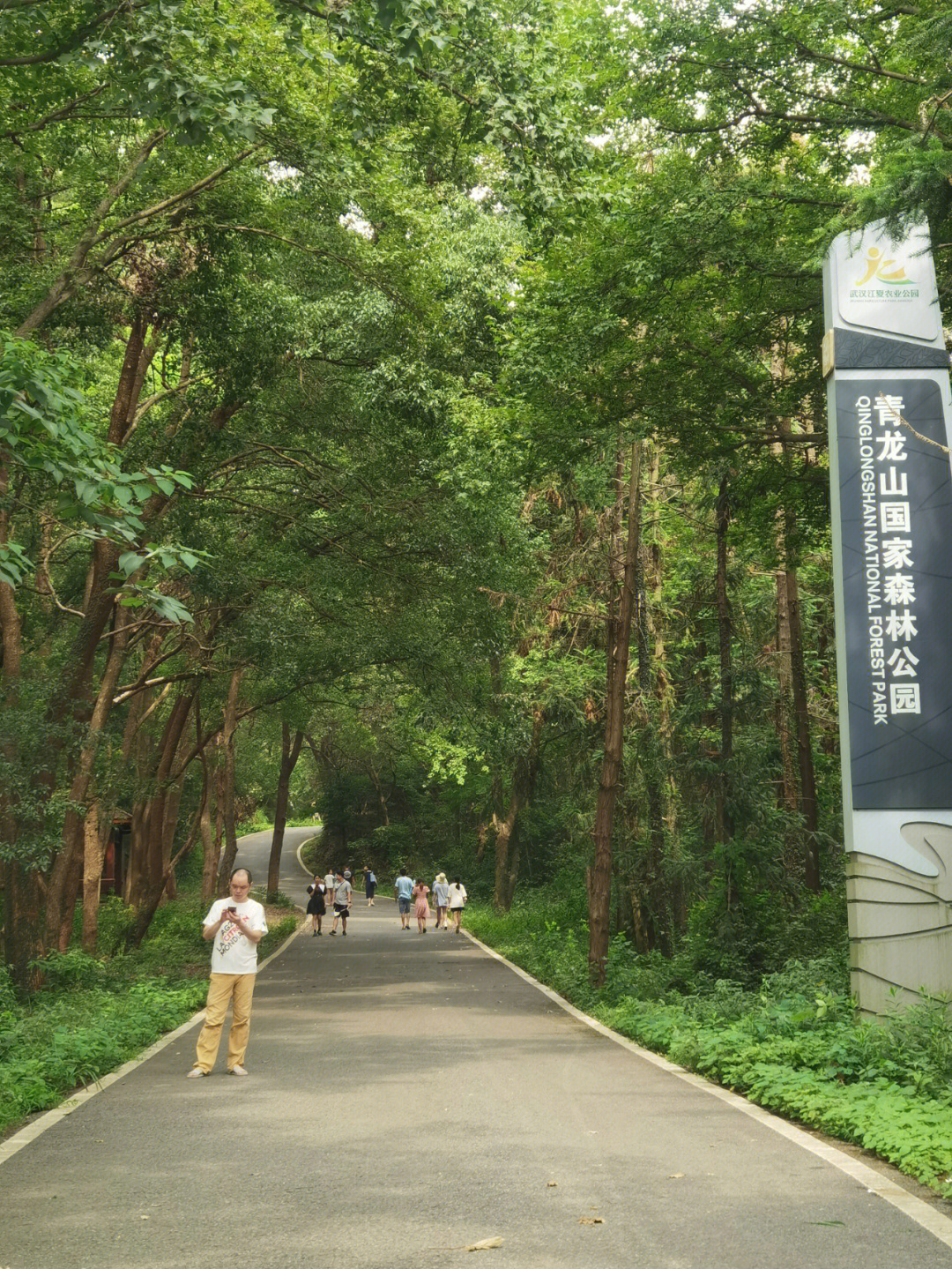 江夏青龙山森林公园图片