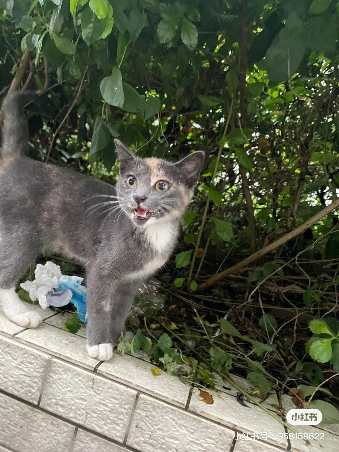 三花猫和蓝猫的崽图片图片