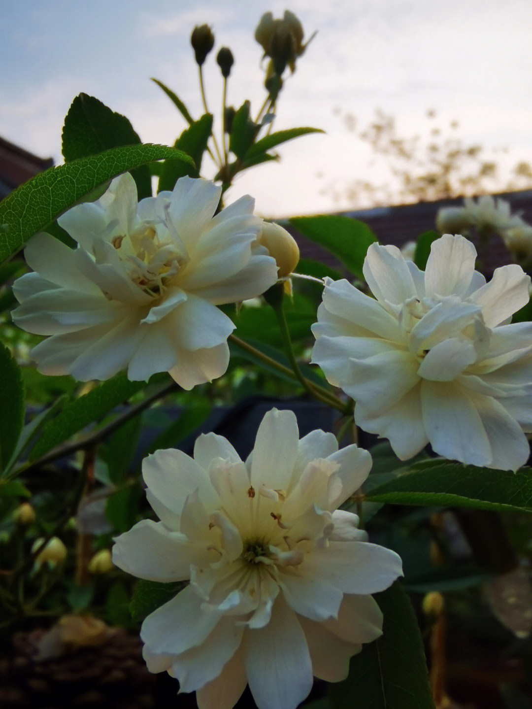 木香花真假图片图片