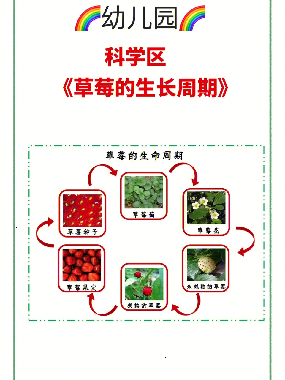 草莓植物观察记录表图片