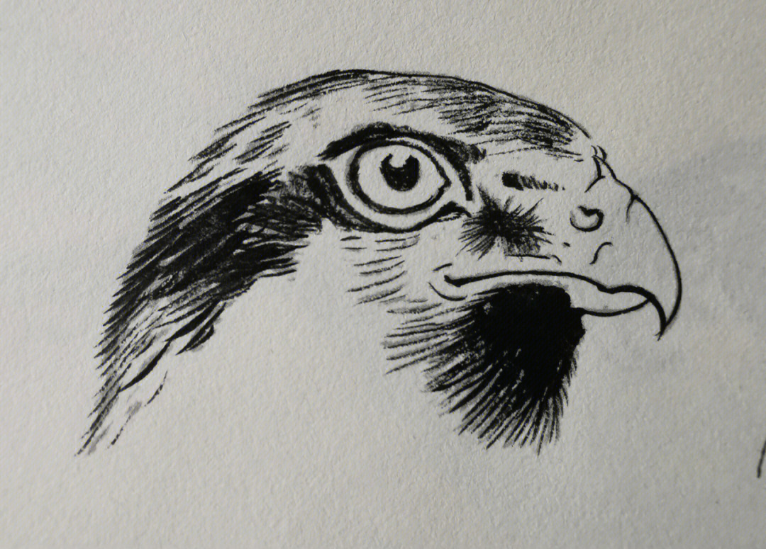 工笔绘画鸟类头部练习