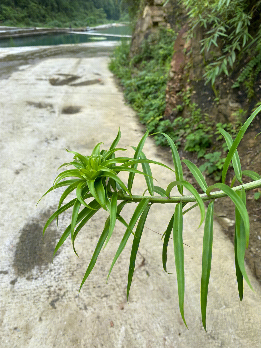 王实味野百合花原文图片