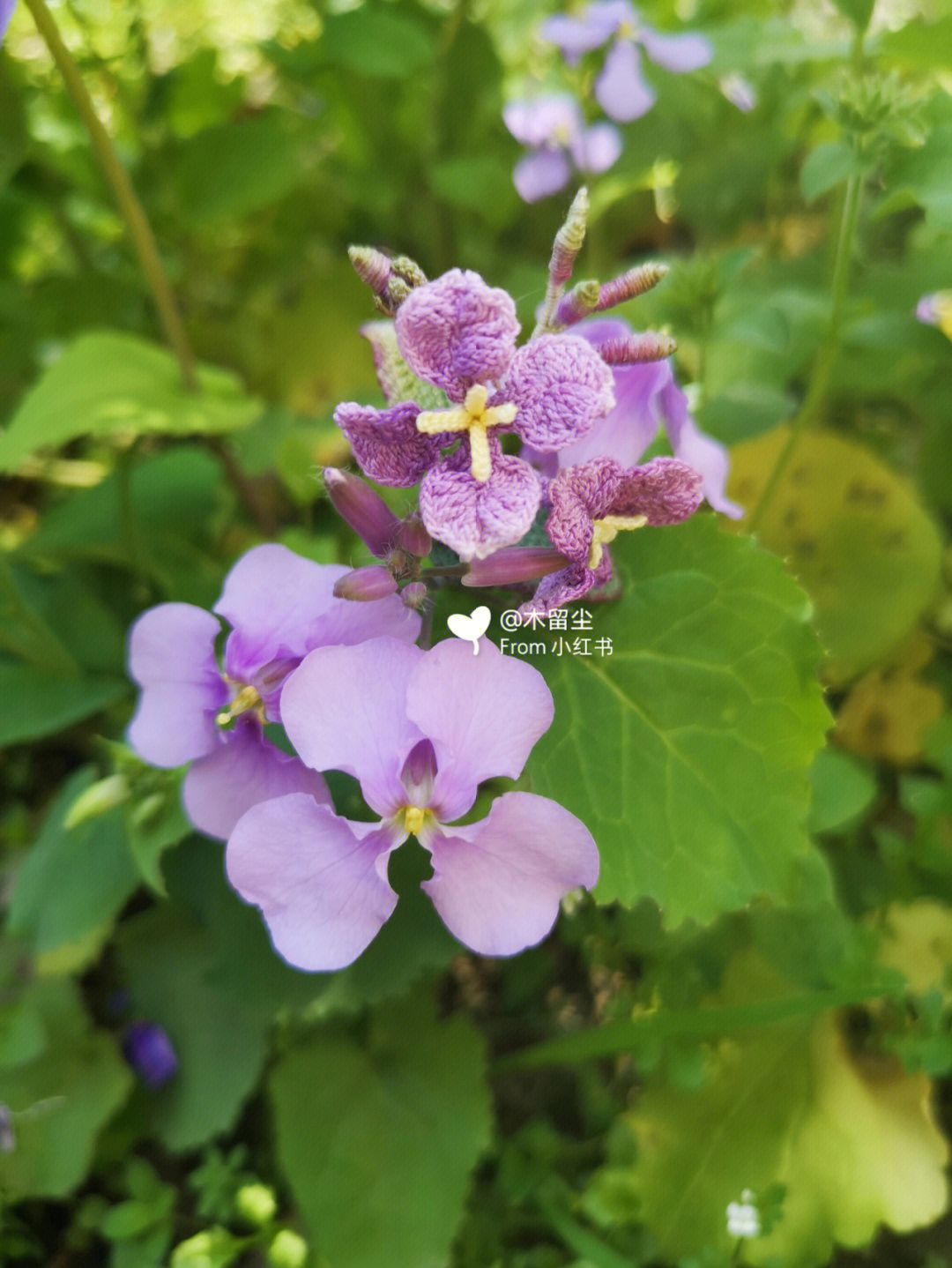 紫丁香花程式图片