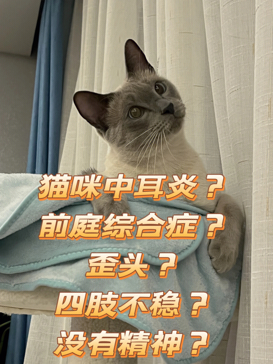 猫咪中耳炎?前庭综合症?歪头?四肢不稳?16615