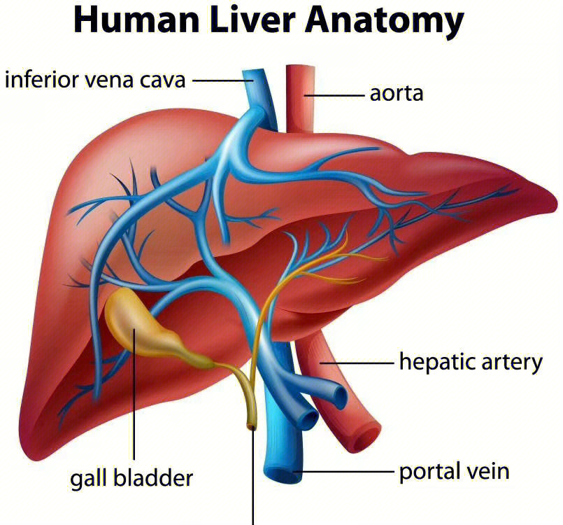 胆囊与肝脏位置示意图图片
