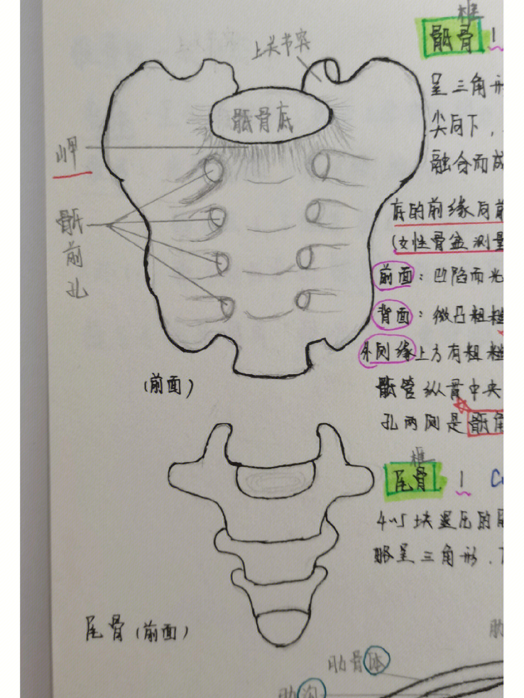 运动解剖学椎骨概述