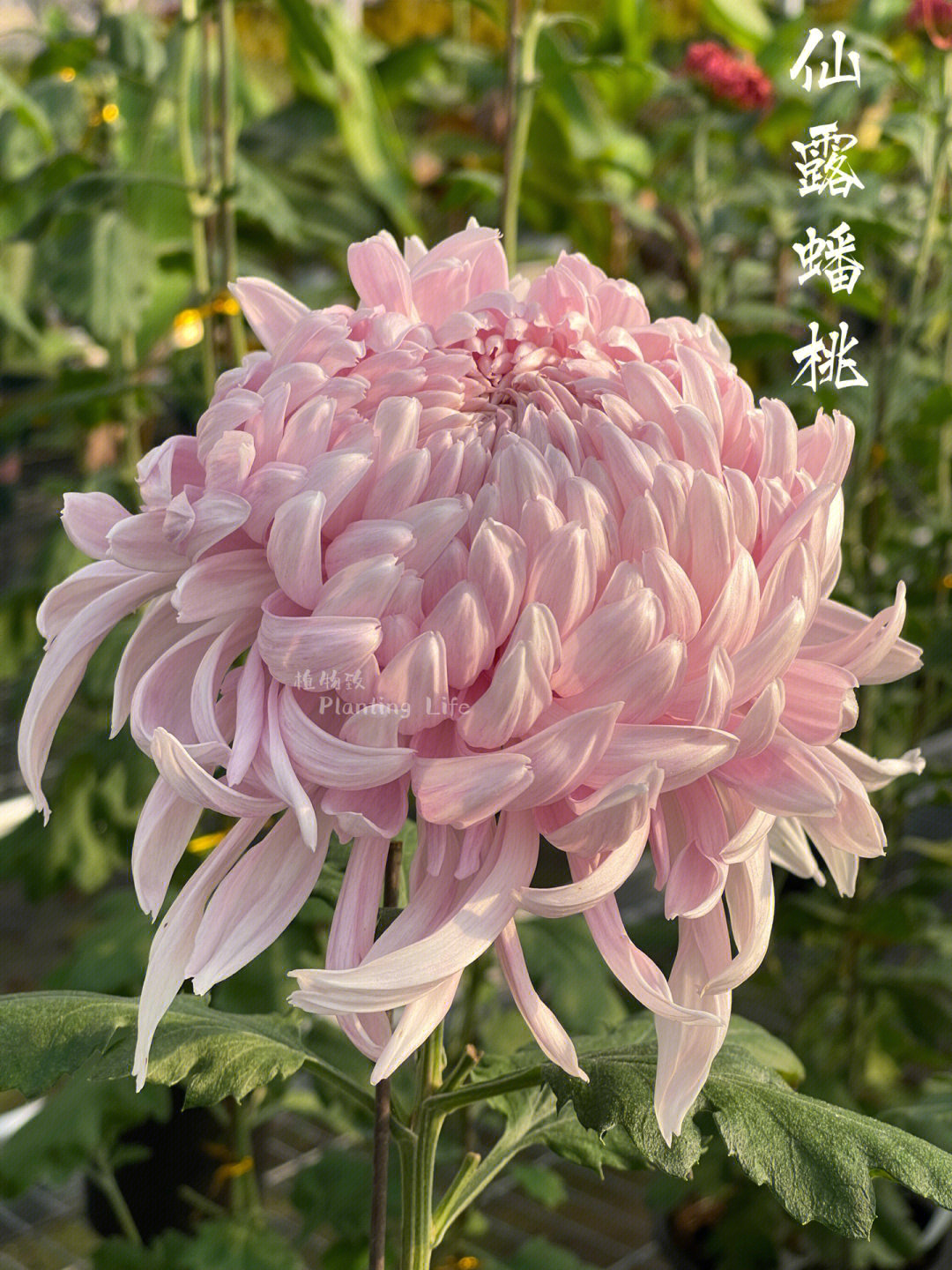 每日一菊—仙露蟠桃