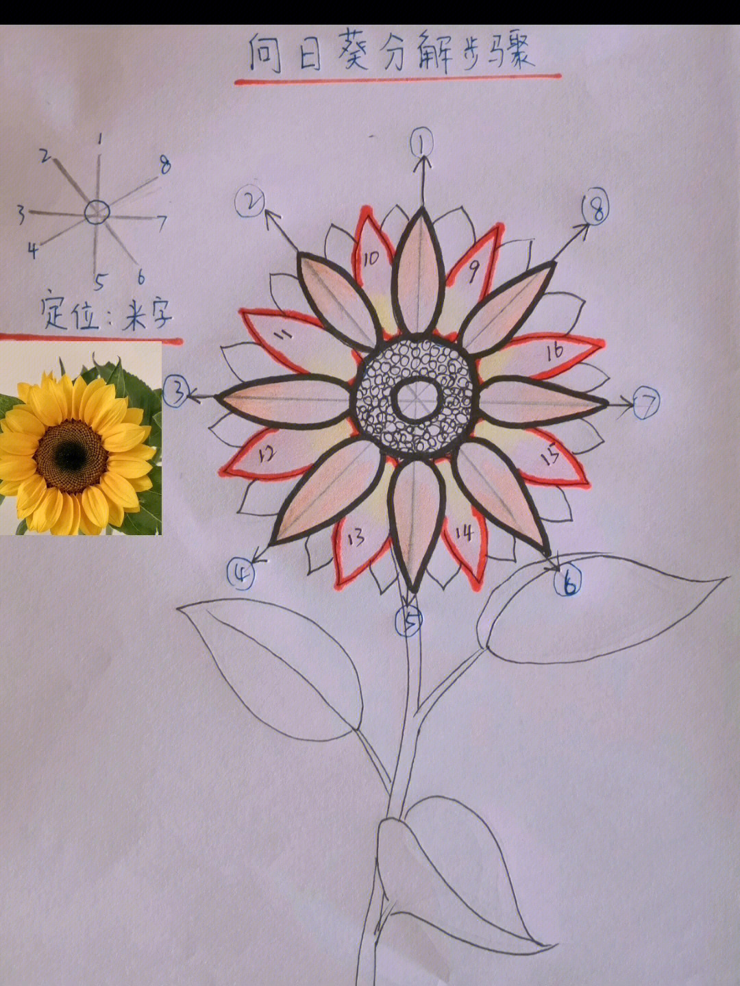 向日葵花结构图解图片