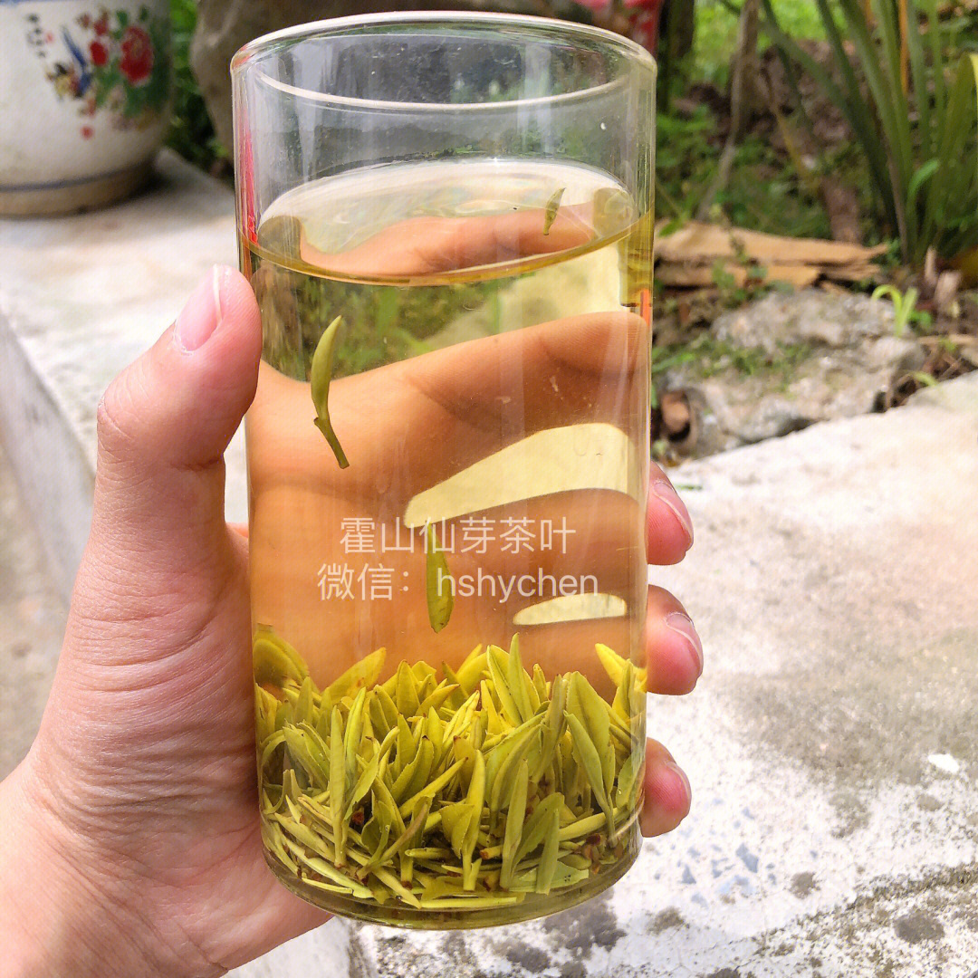 霍山黄芽属于什么茶图片