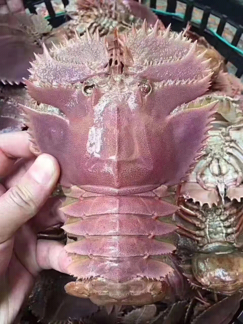琵琶虾多少钱一斤图片