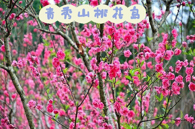 青秀山桃花岛简介图片