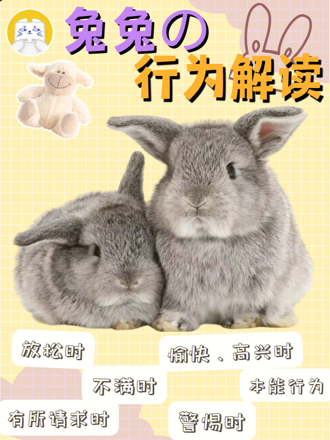 兔子行为解析图片