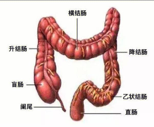 小肠和大肠的区别图片