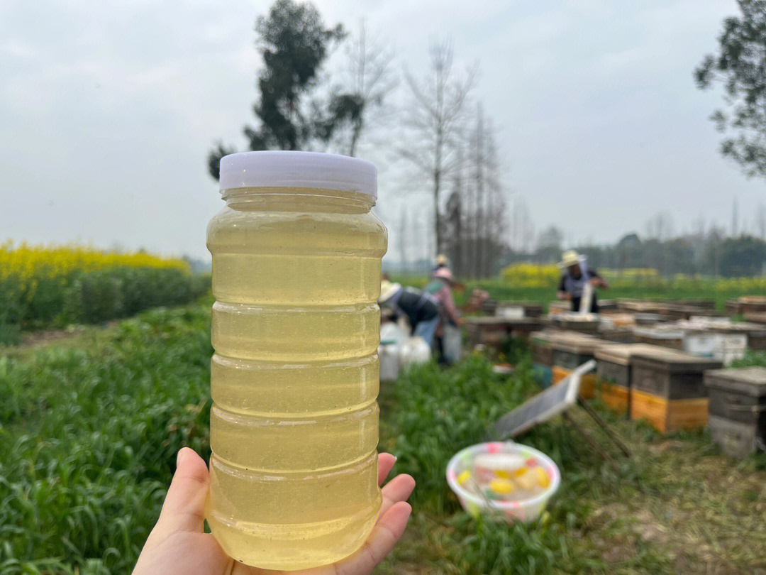 油菜花蜂蜜颜色图片