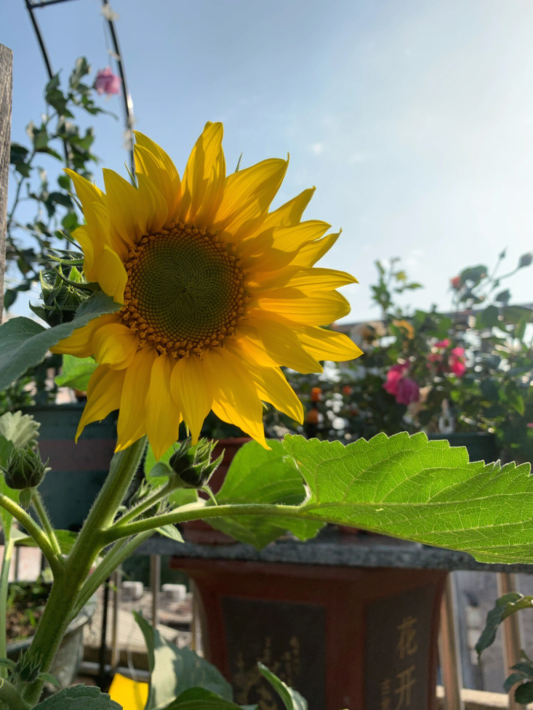 太阳花向日葵