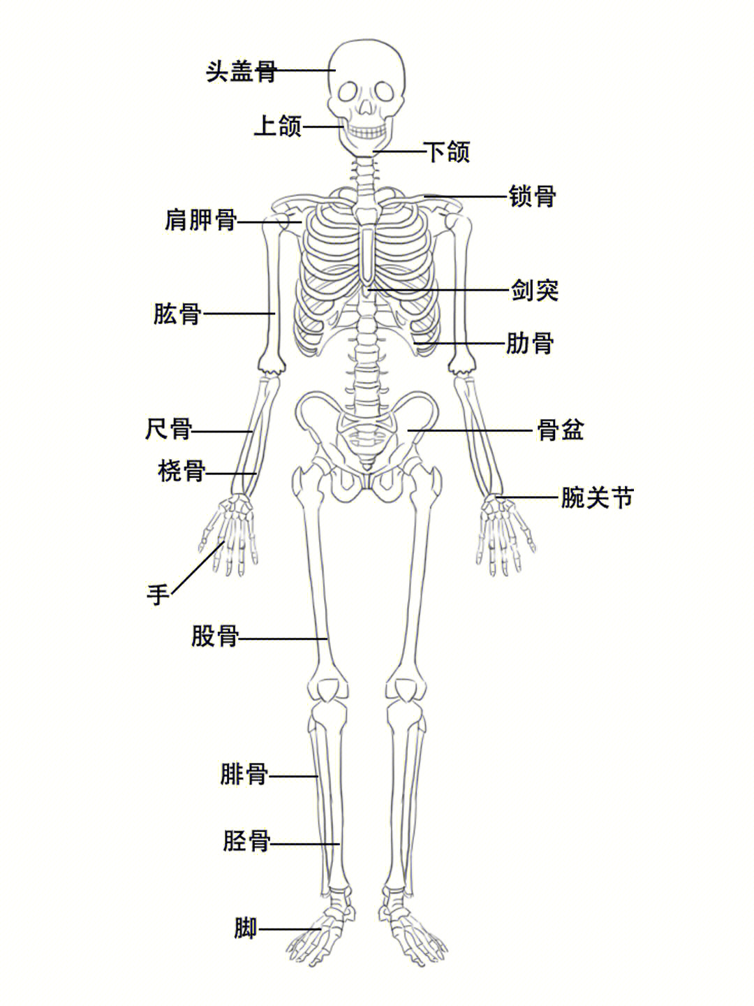人骨架构图图片