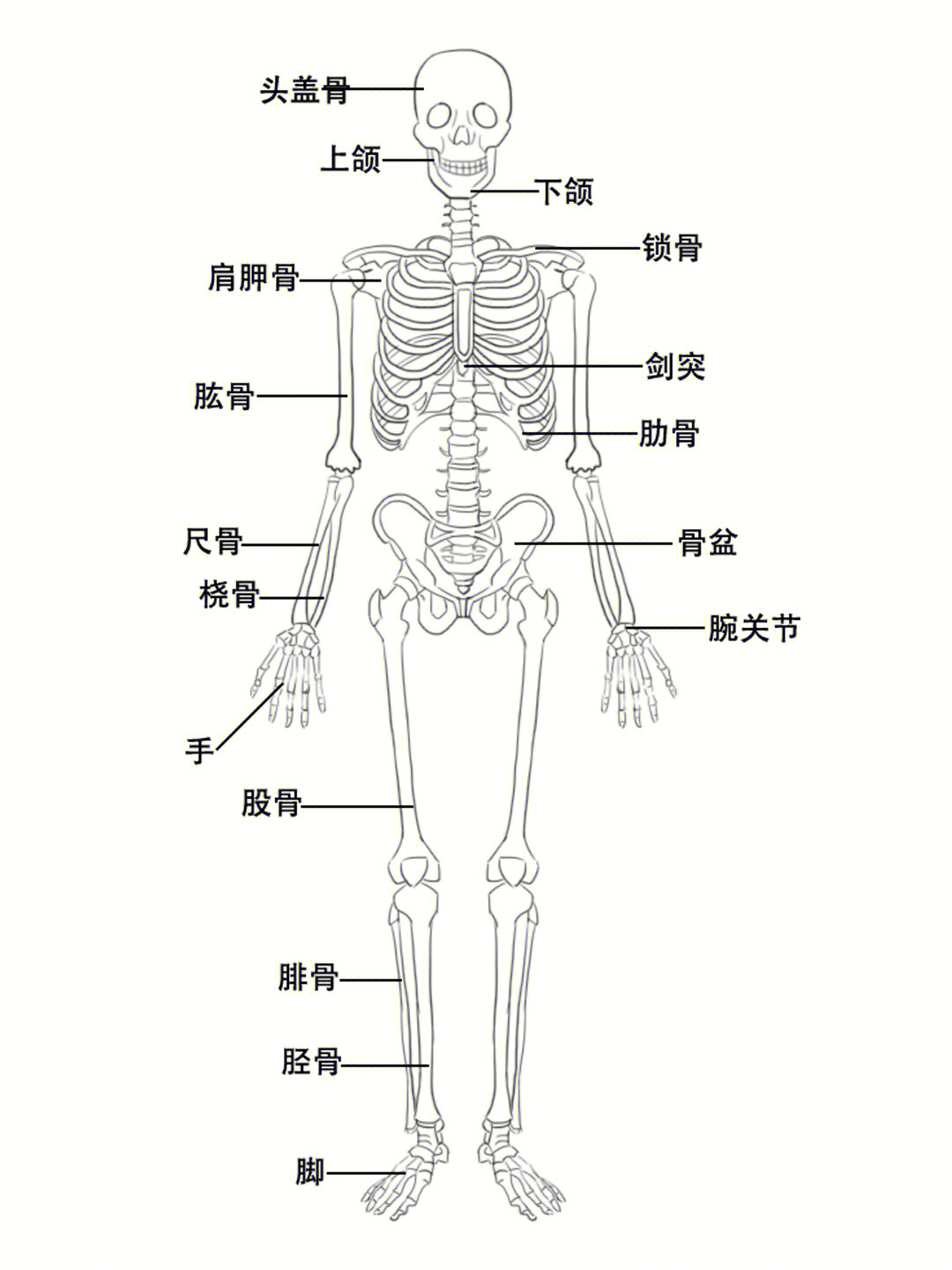 人体骨架模型 图解图片