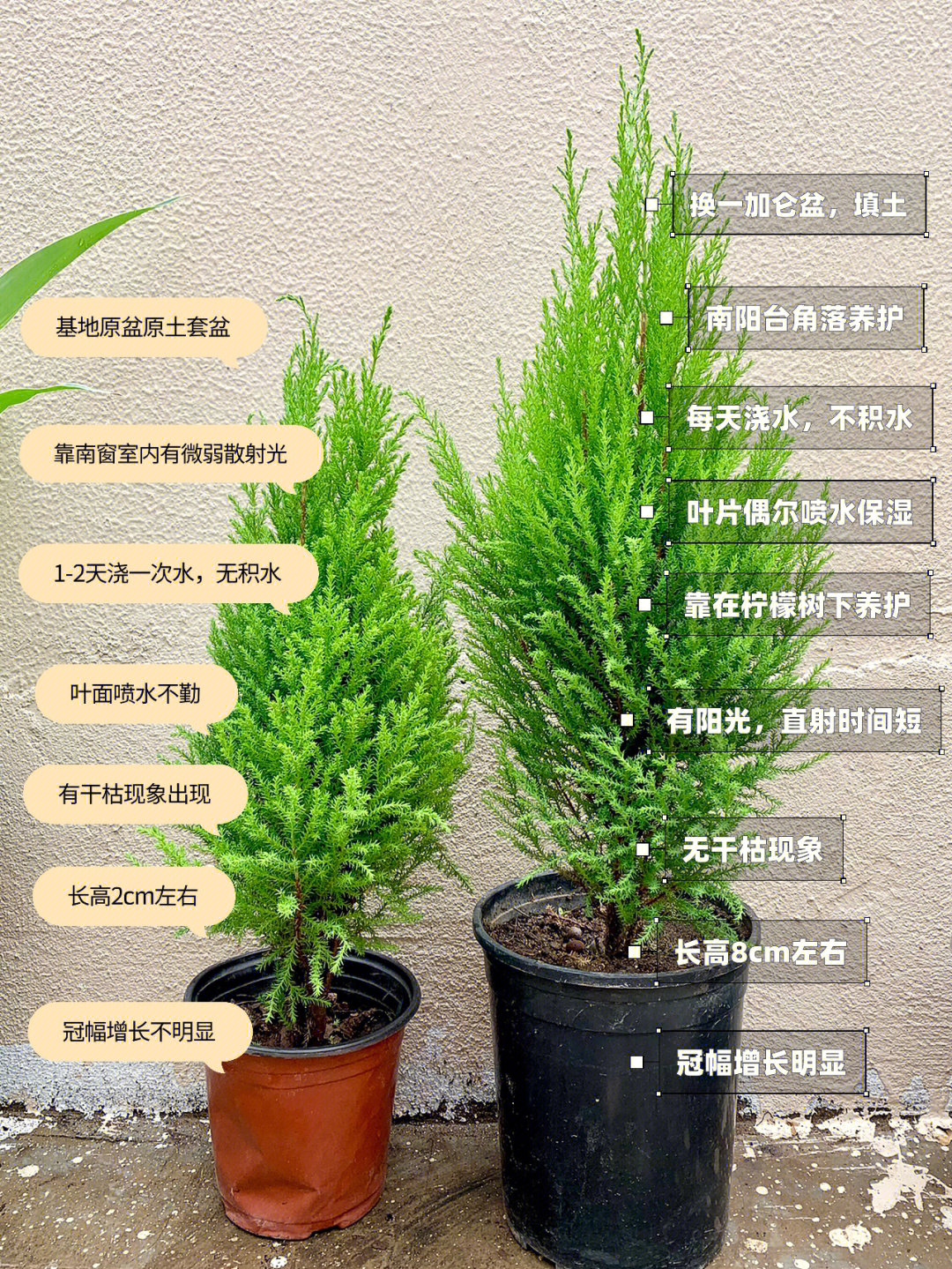 香松盆栽养殖方法图片