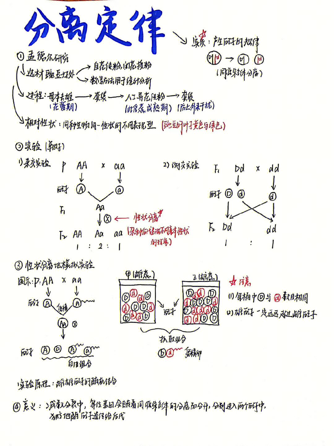 xyy配子形成图解图片