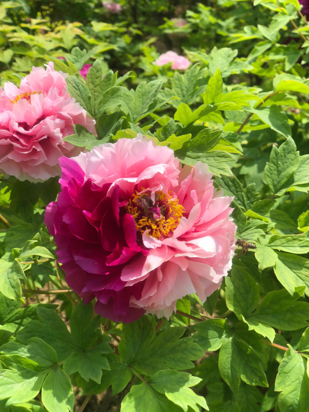 洛阳牡丹花会牡丹真国色花开时节动京城