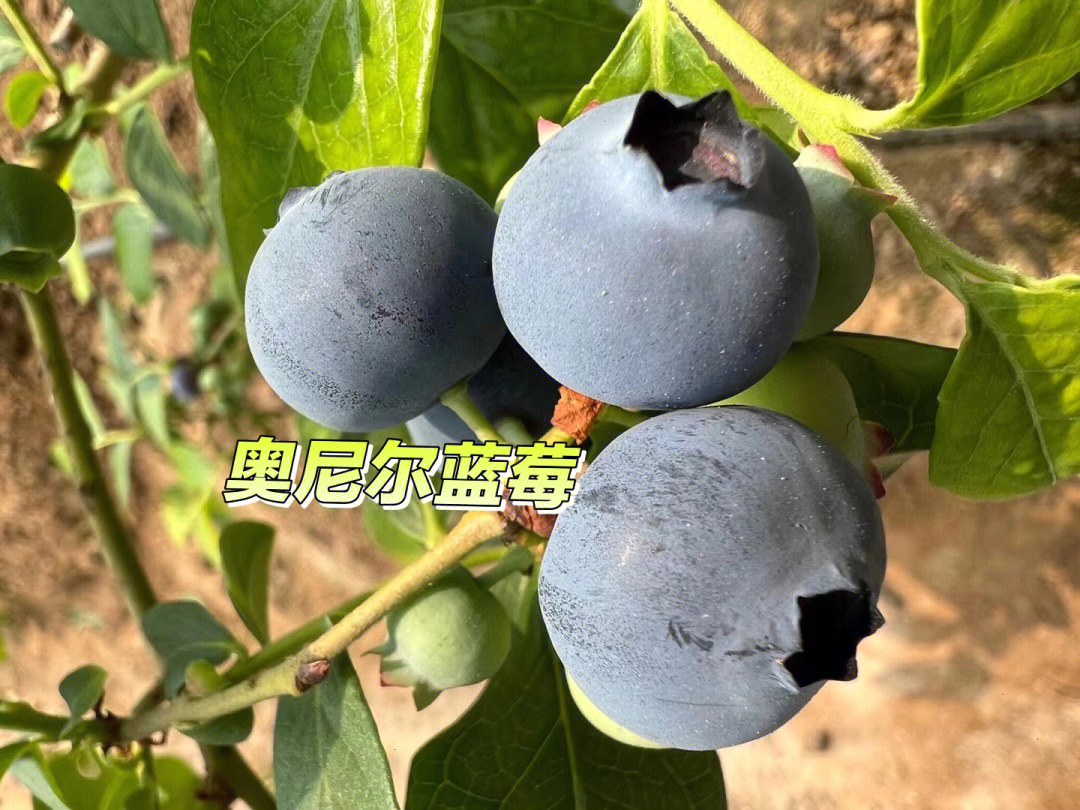 奥尼尔蓝莓成熟期图片