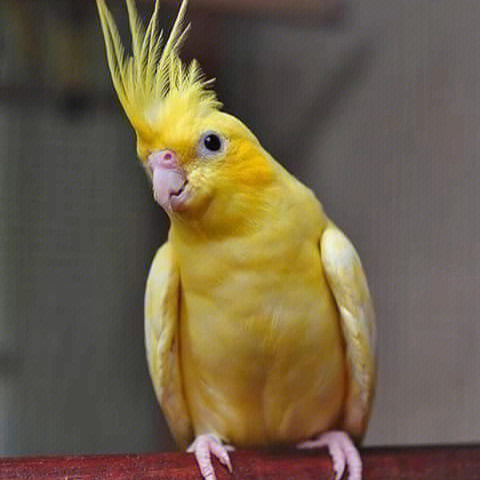 玄凤鹦鹉全身金黄的小鸡你见过吗