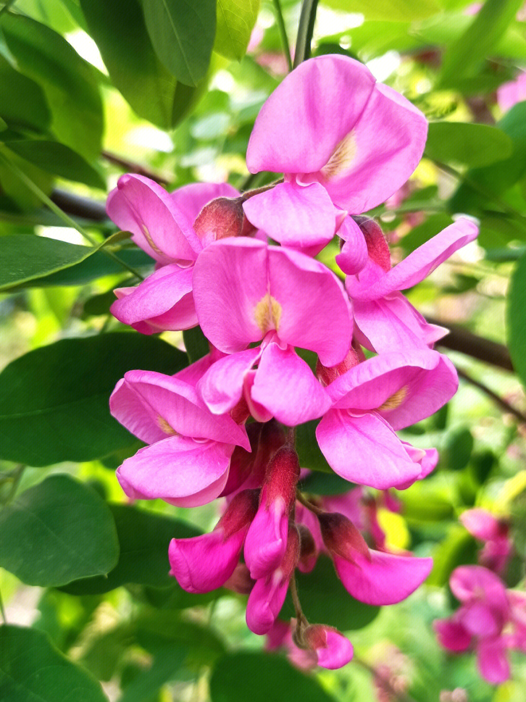 刺槐花像小灯笼束悬挂在树梢娇媚耀眼