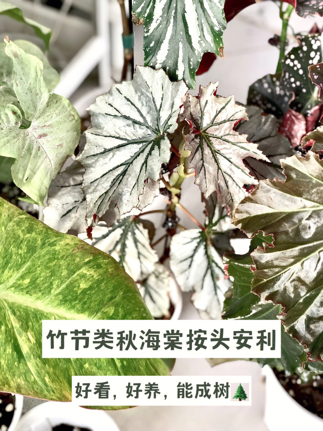 斑叶竹节秋海棠的寓意图片