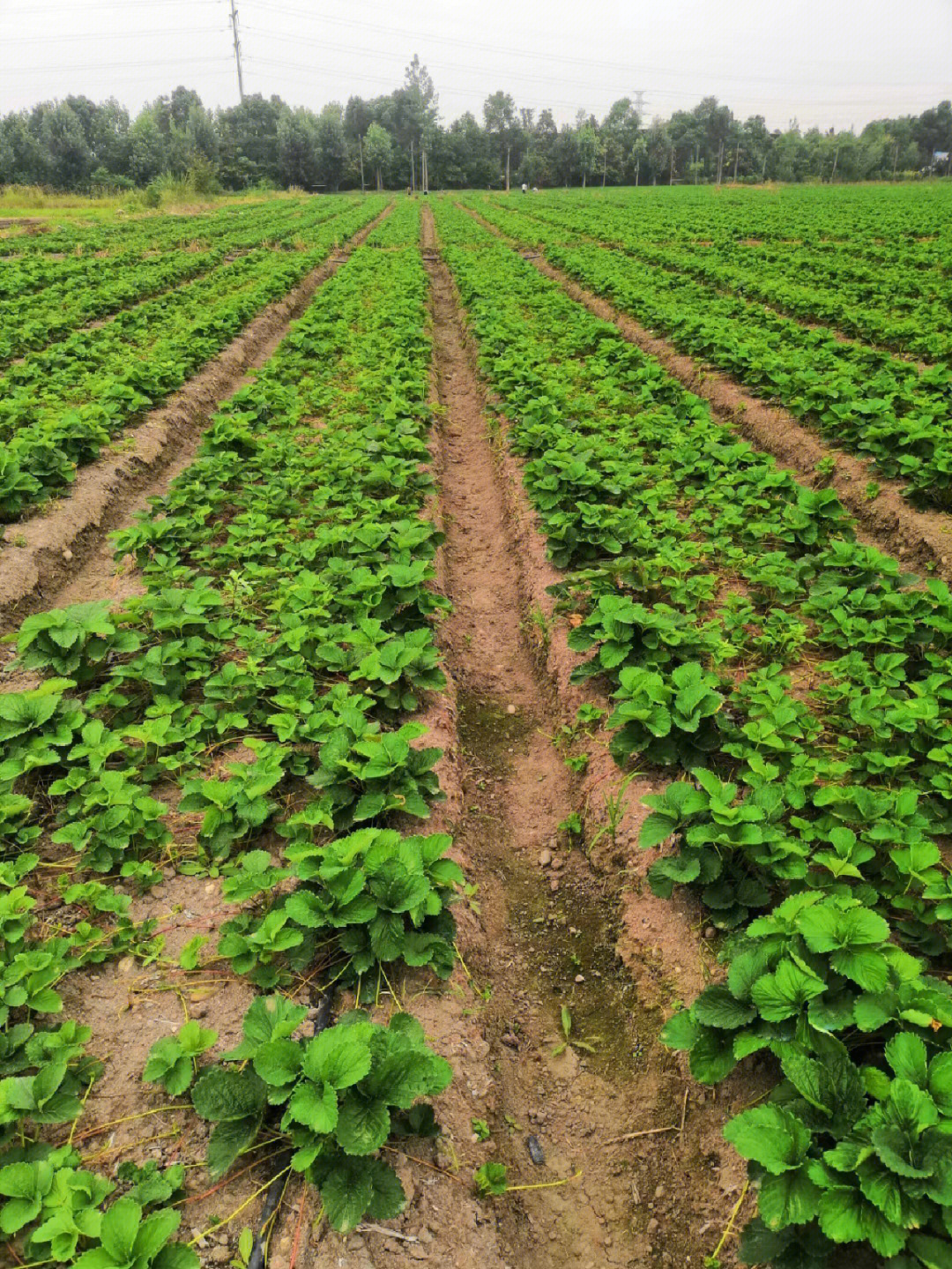草莓种苗益华农业图片
