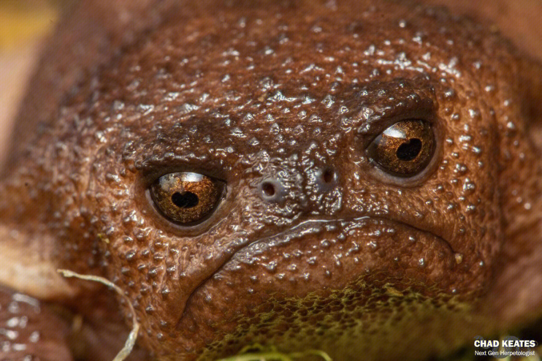 世界上最丑的青蛙图片