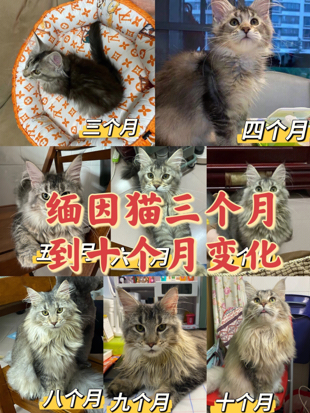 缅因猫月份体重表图片