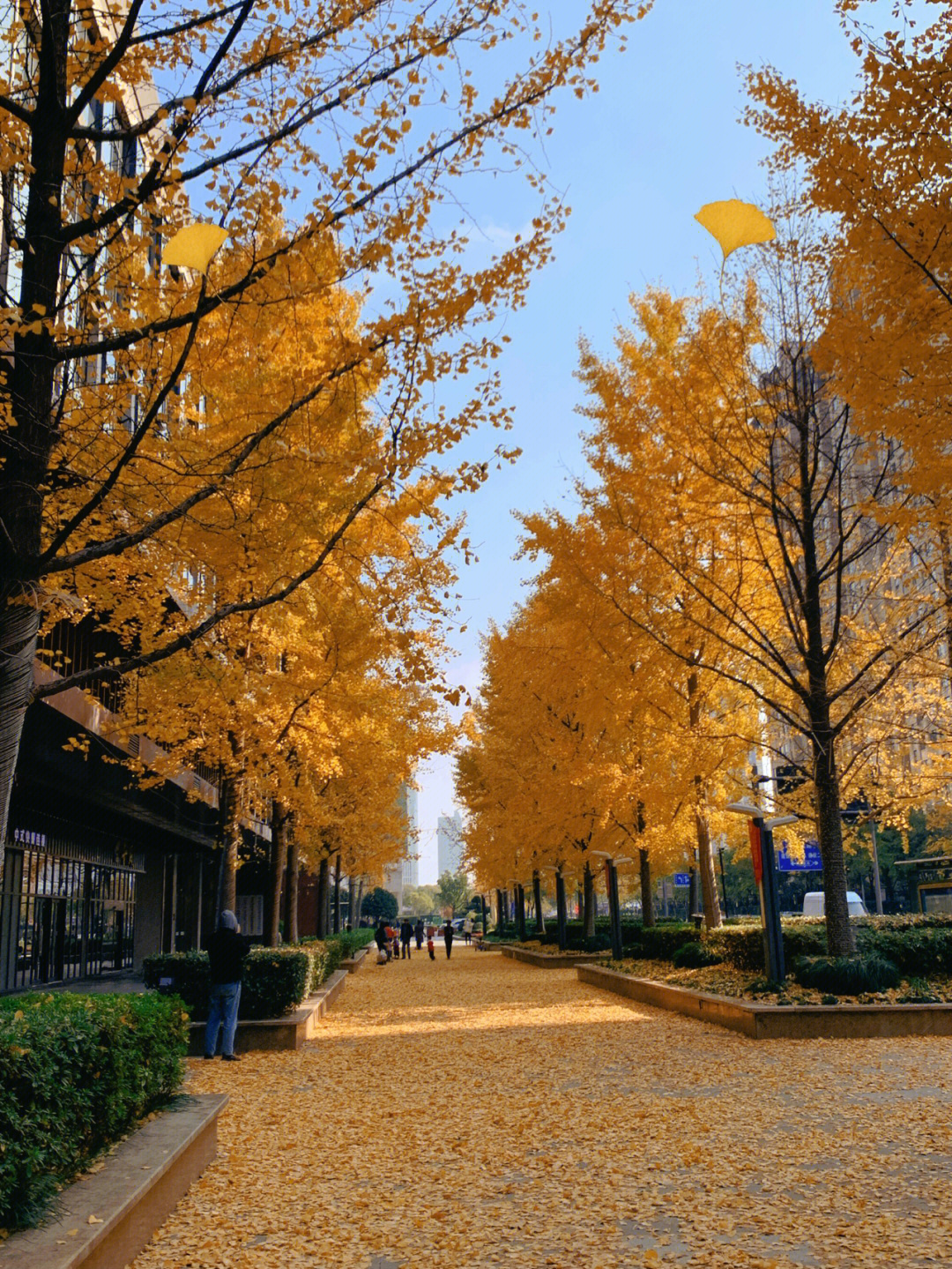 满地的银杏树