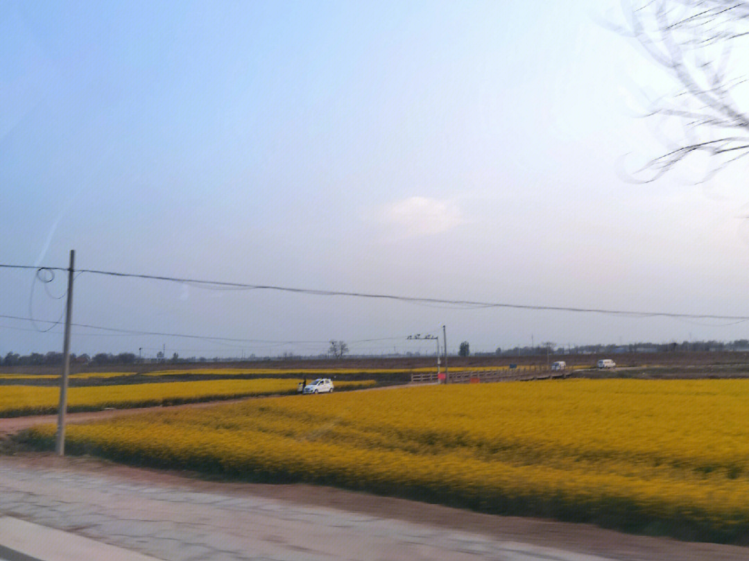 晋州周家庄油菜花地址图片