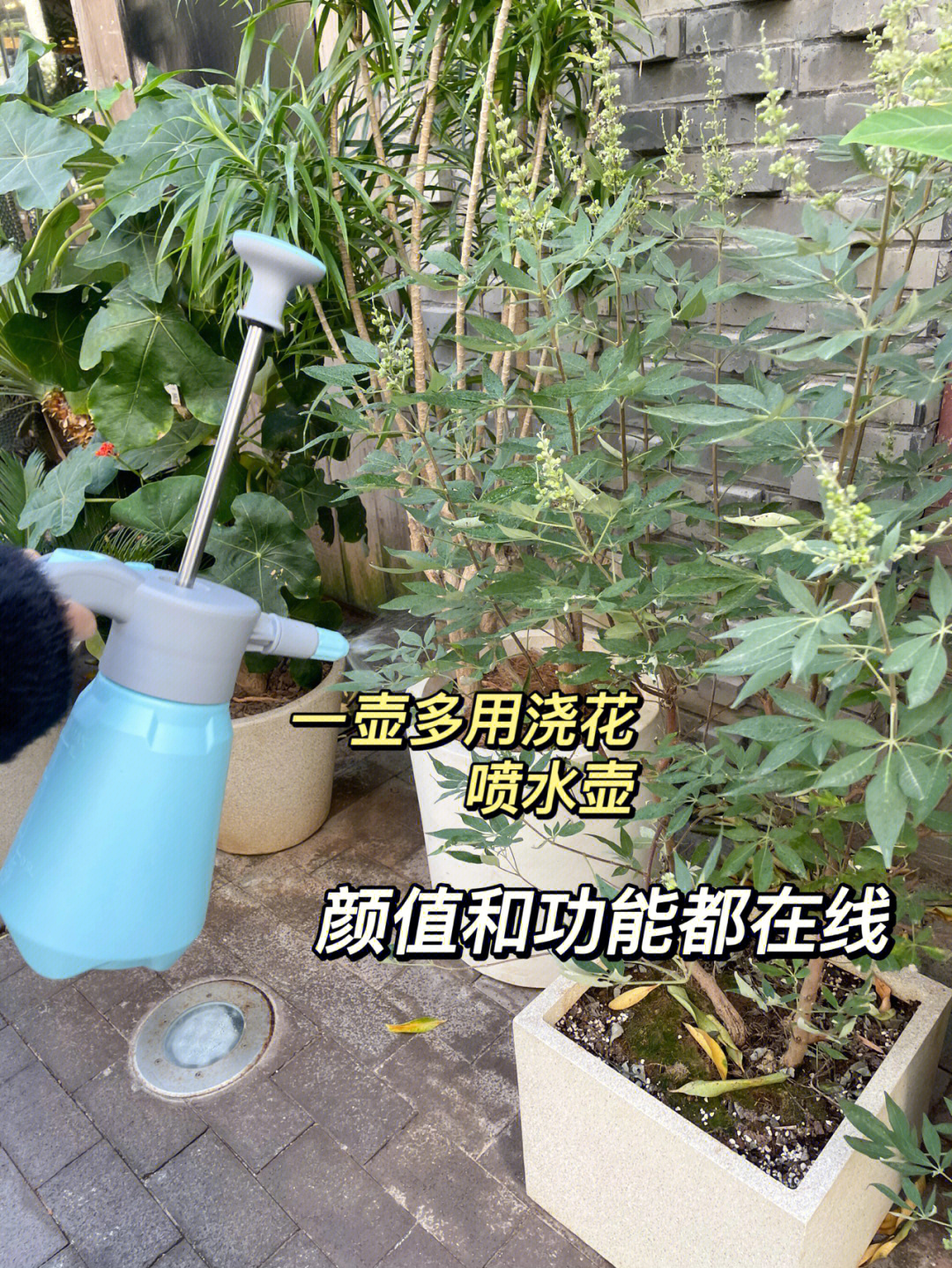 可以一壶多用的浇花喷壶