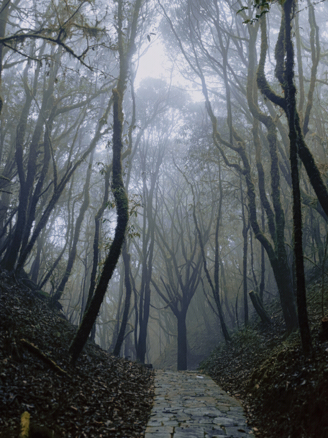 克洛格森林迷雾图片
