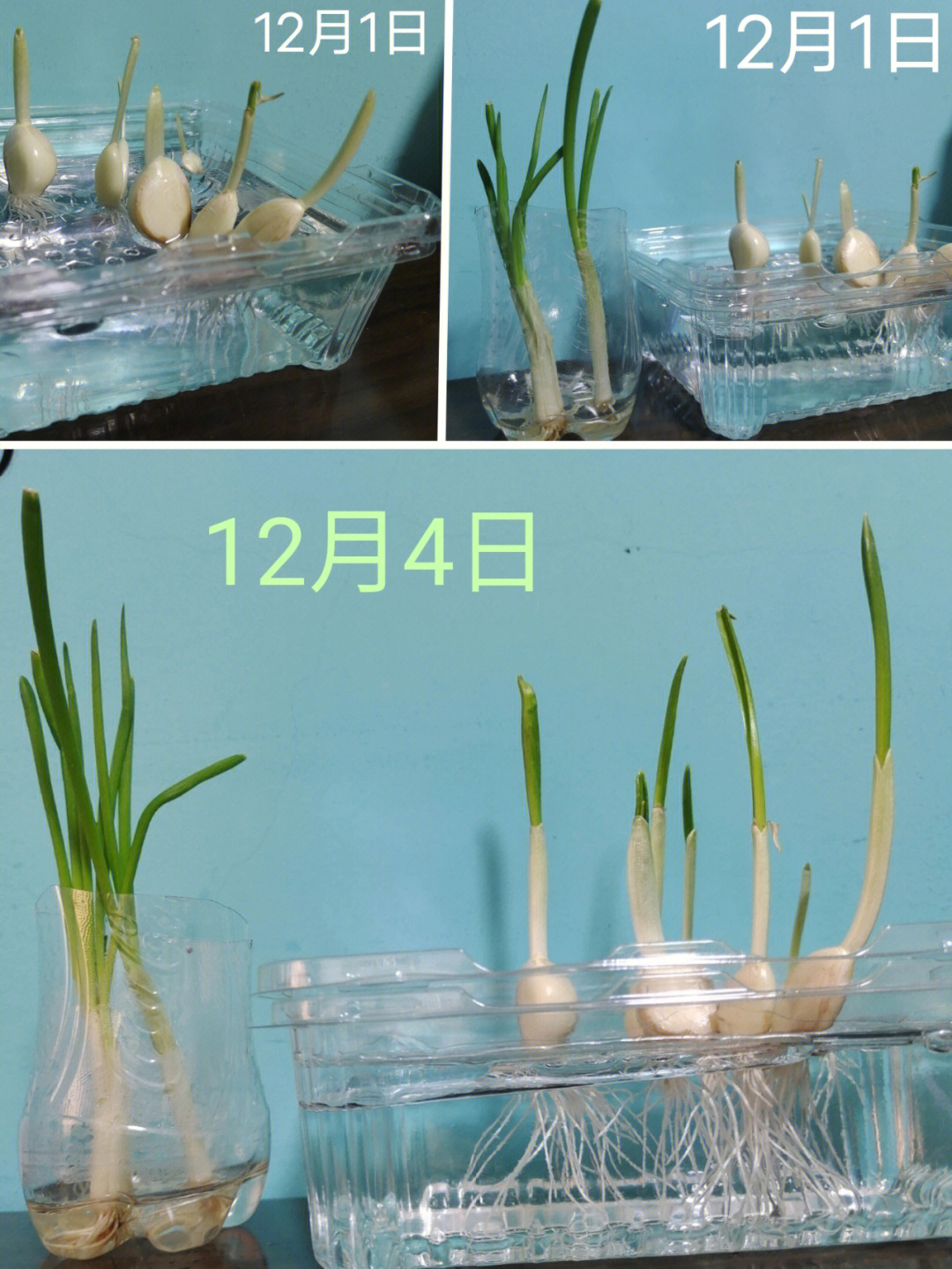 水种蒜苗的正确过程图片