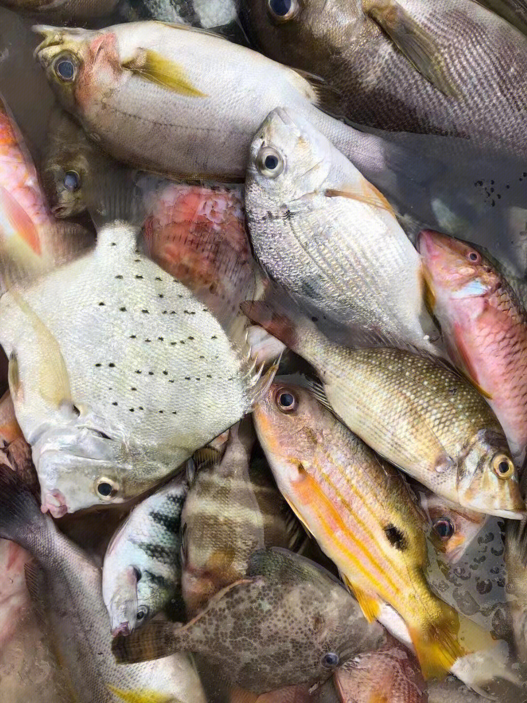 湛江硇洲岛海杂鱼吃过了都秒赞不绝口