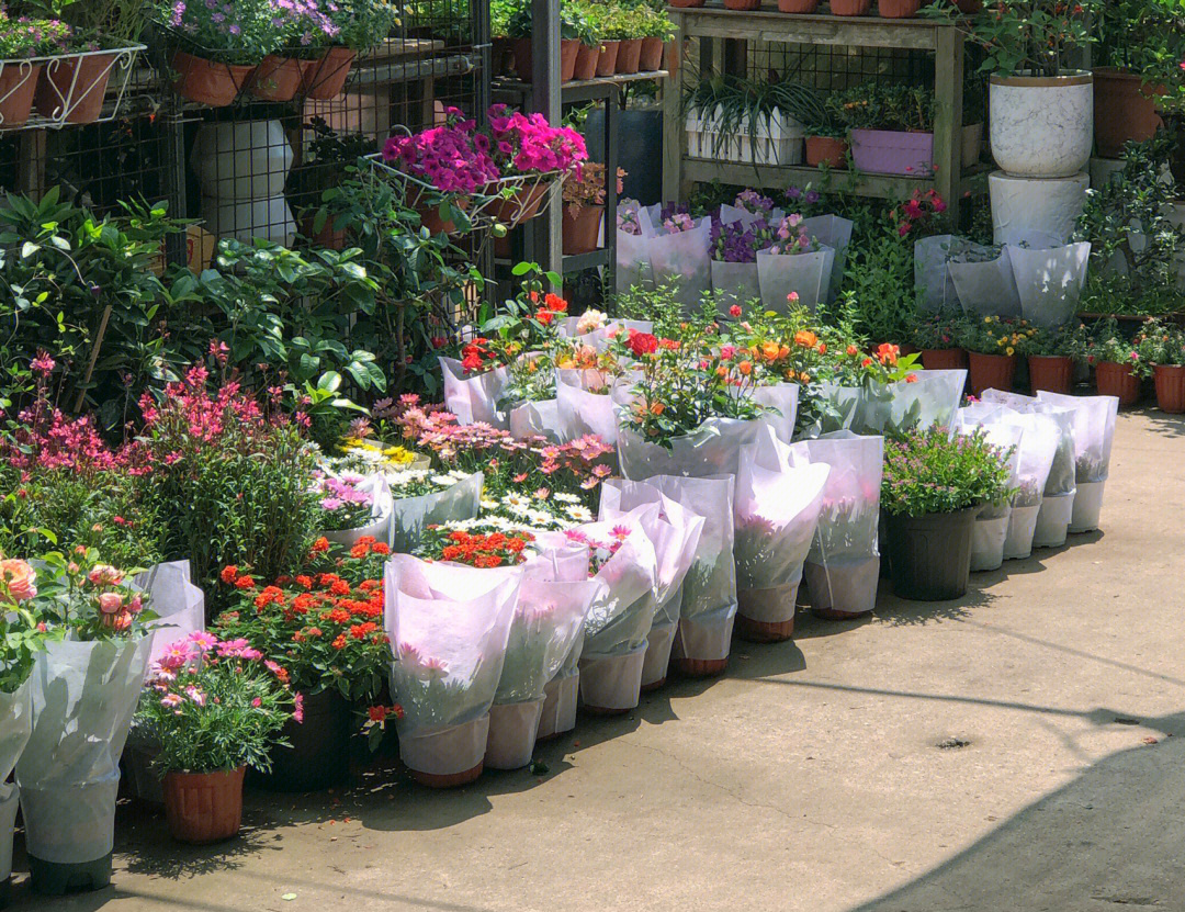 春天乐园花卉市场图片