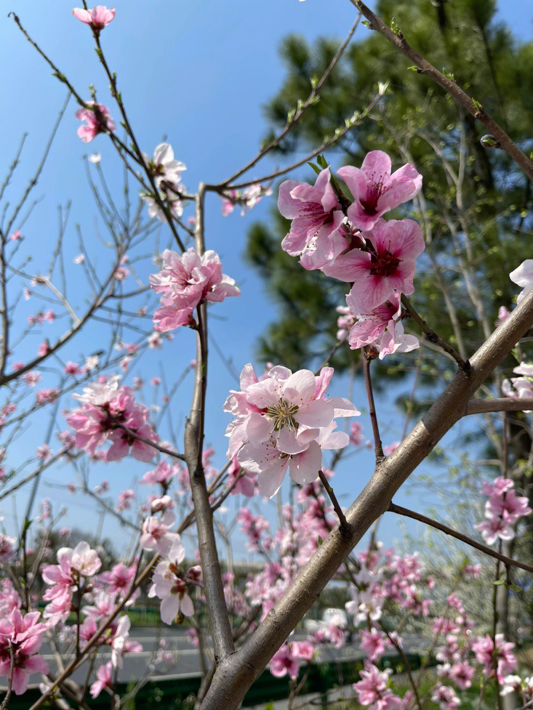 桃花李花竞相开放图片