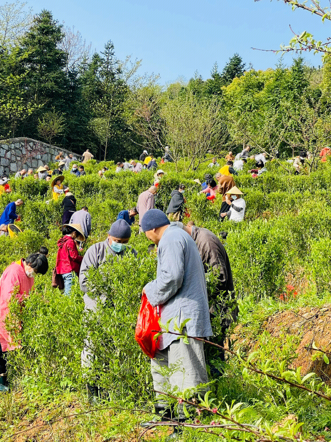 药山寺竹林禅院义工图片