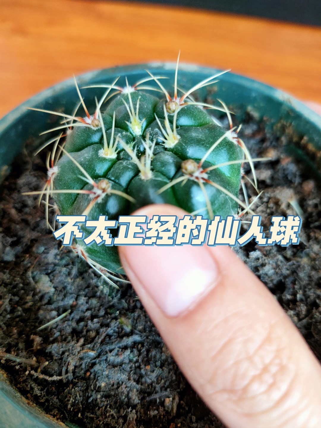 仙人球宝宝要开花了06