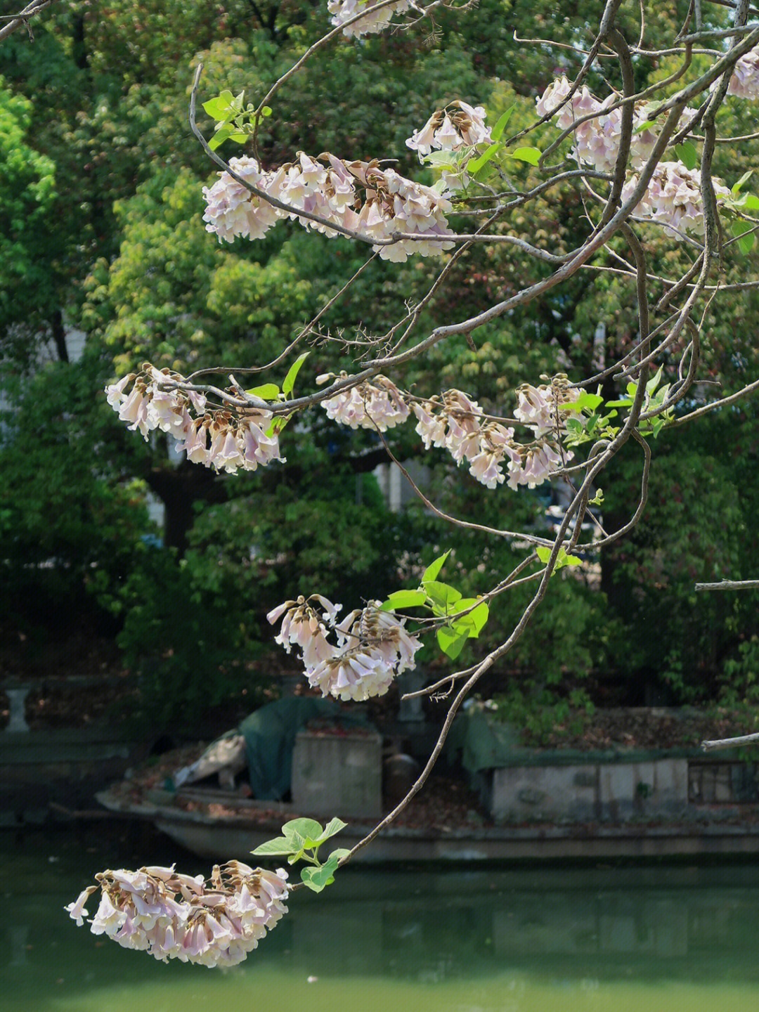 泡桐花程式图片