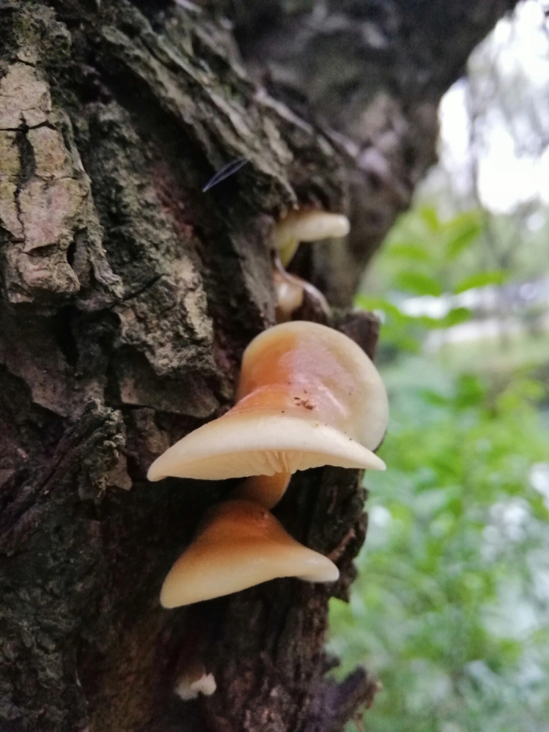 柳树上长的这是什么蘑菇呀有认识的吗