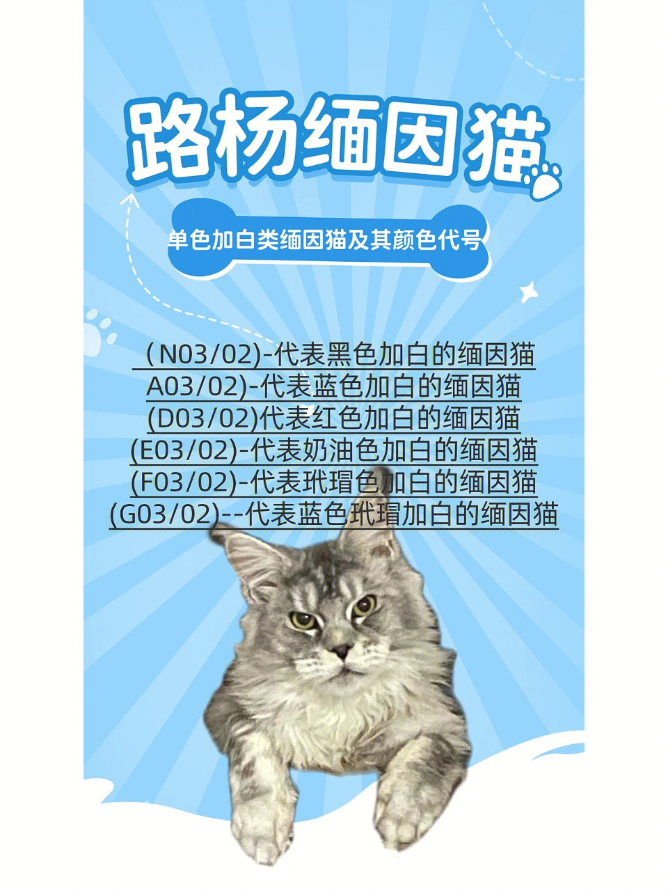 wcf缅因猫色号图片