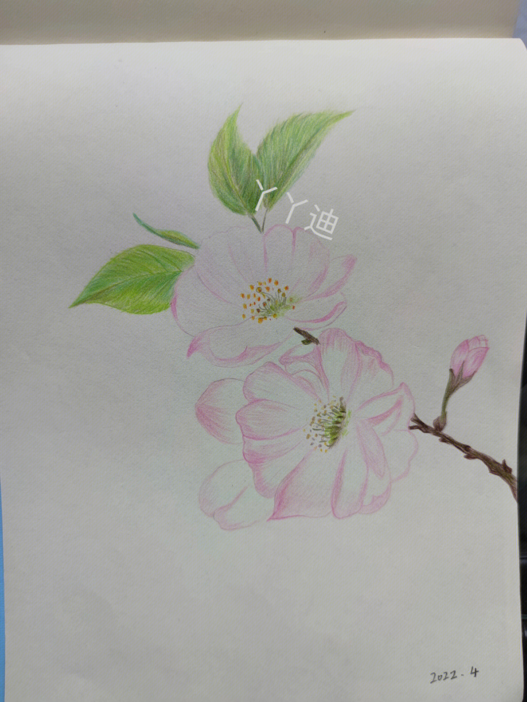 彩铅画樱花树简单图片