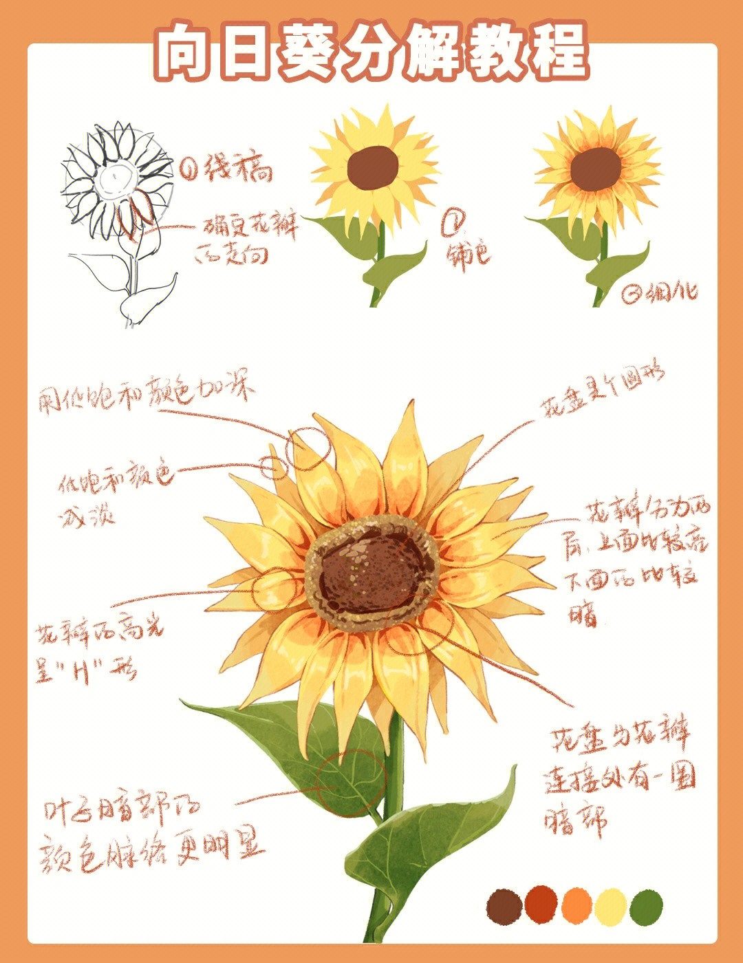向日葵花结构图解图片